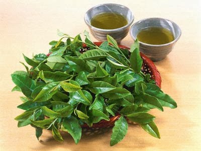 Trị mụn cám ở mũi và cằm bằng lá trà xanh