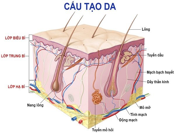 triệt lông vĩnh viễn có mọc lại không