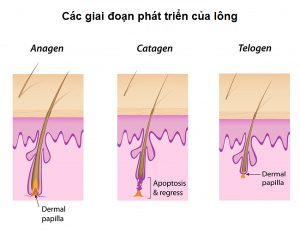 triệt lông chân vĩnh viễn có hết không