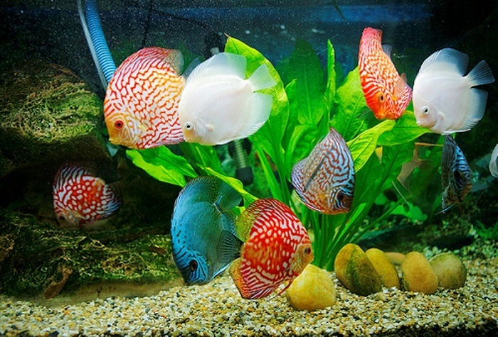 bể cá thủy sinh đẹp